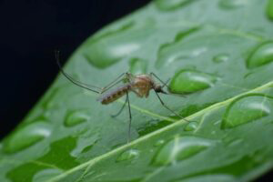 Mosquito on leaf with a drop of water.