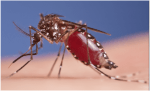 Close up of Aedes mosquito.