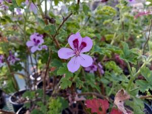 Mosquito repellant flower outside.