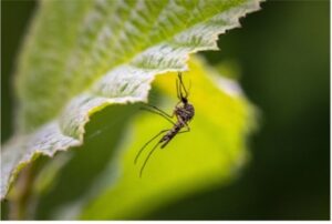 Mosquito resting under a green leaf.