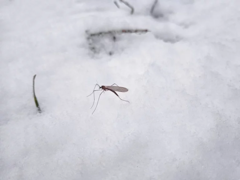 Mosquito on snow.