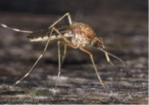 Inland floodwater mosquito. 