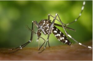 Asian tiger mosquito feeding. 