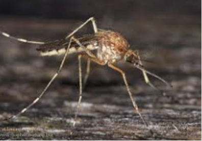 Inland floodwater mosquito. 