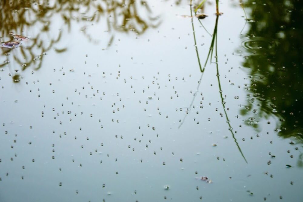 Mosquitoes on the surface of standing water.