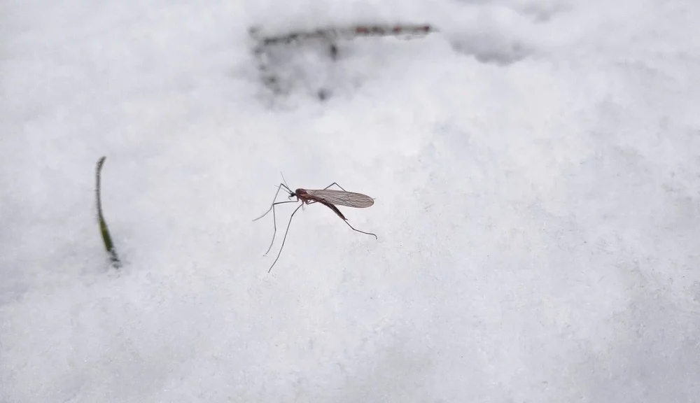 Mosquito standing on snow.