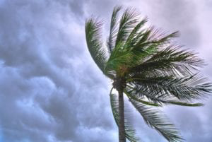 Palm tree swaying in the wind against stormy sky.