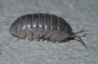 Pill bug on the ground. 