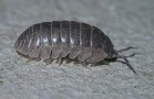 Pill bug.