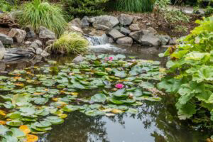 Small pond with leaves and lily pads.