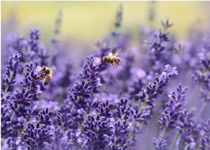 Protecting Pollinators.