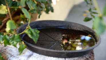 Puddle in a bowl.