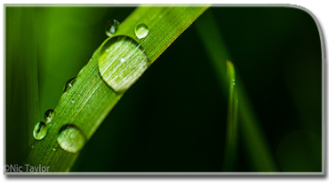 Raindrop in the leaf.