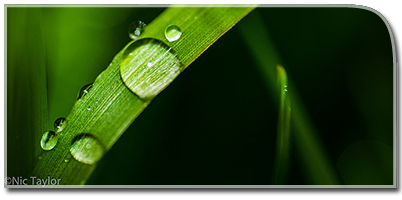 Raindrop in the leaf.