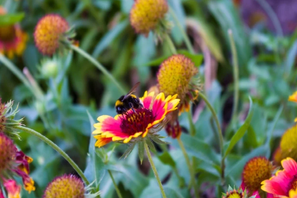 A bumblebee on a vibrant red and yellow flower.