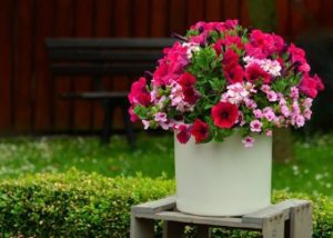 Red flowers in a vase.