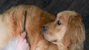 A golden retriever is being combed for fleas.