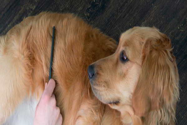 A golden retriever is being combed for fleas.