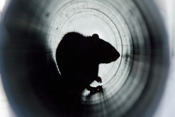 A rodent hiding in an interior pipe.