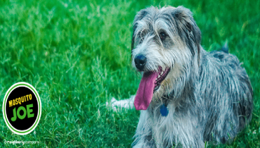 Shaggy dog lying on grass with 