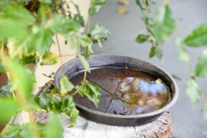 Stagnant water in pot outside with mosquitos.