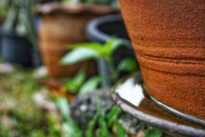 Standing rain water beneath flower pot outside.