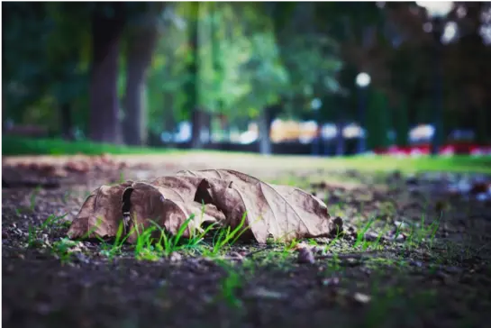 A leaf on the ground.