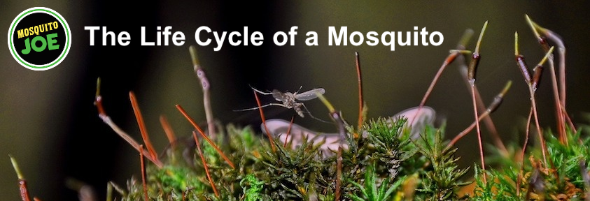 Banner displaying the life cycle of a texas mosquito.