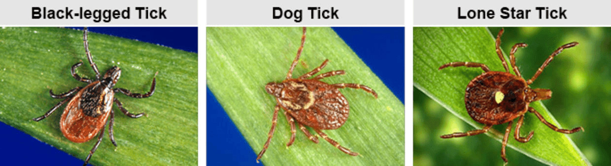 Three different ticks on leaves: Black-legged Tick, Dog Tick, and Lone Star Tick.