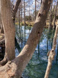 A tree next to a water body.