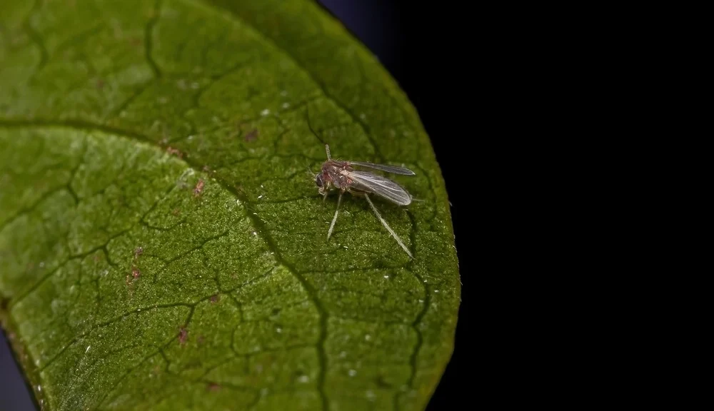 Close view of no see um on a leaf.