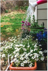 Watering flowers on porch.