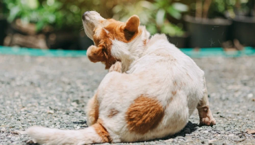 Dog scratching itself from flea bites.