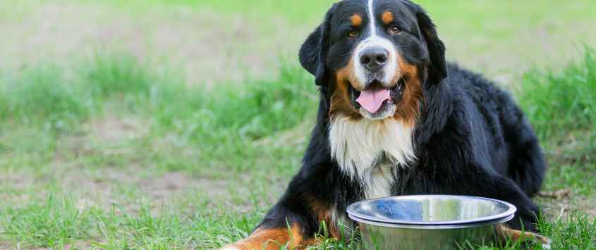 Large black, white and brown dog sitting outside smiling near it's water bowl.