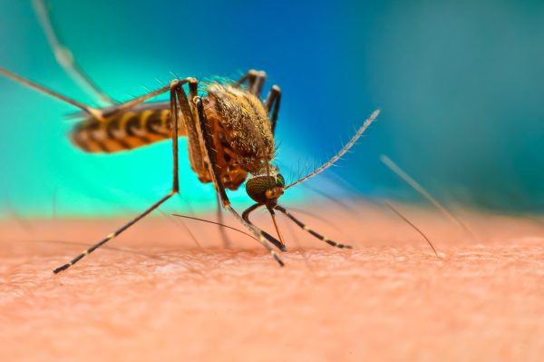 Zoomed in view of a mosquito biting human skin.