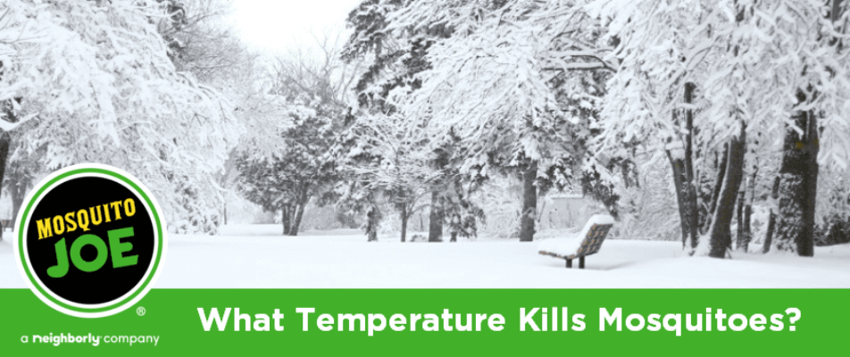 Winter landscape with text 'What Temperature Kills Mosquitoes?' and Mosquito Joe logo.