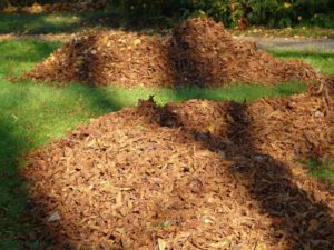 Yard with leaves.