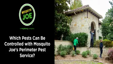 Which Pests Can Be Controlled with Mosquito Joe’s Perimeter Pest Service?