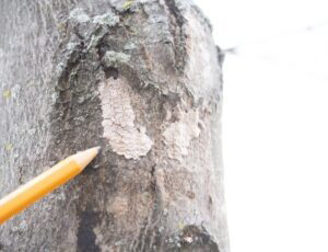 Close up of spotted lanternfly eggs on tree.