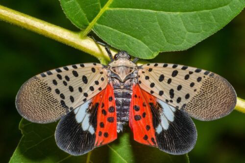 Close up of spotted lanternfly on a leaf.