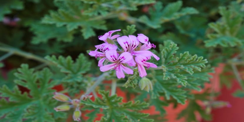 Pink natural mosquito repellant flower.