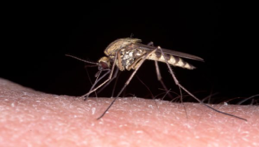 Up close of mosquito on skin.