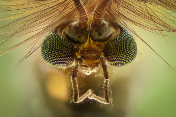 Up close view of mosquito eyes.