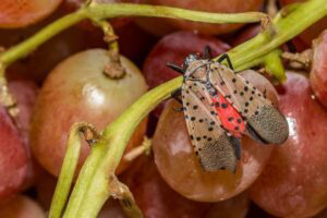 Spotted lanternfly on grapes.