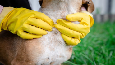 Dog owner wearing yellow rubber gloves and checking dog for ticks.