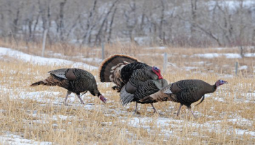 Several wild turkeys walking through a field looking for food.