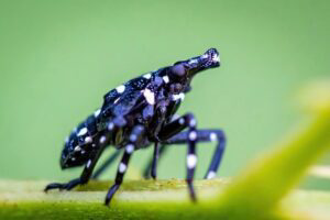 Young spotted lanternfly nymph on plant.