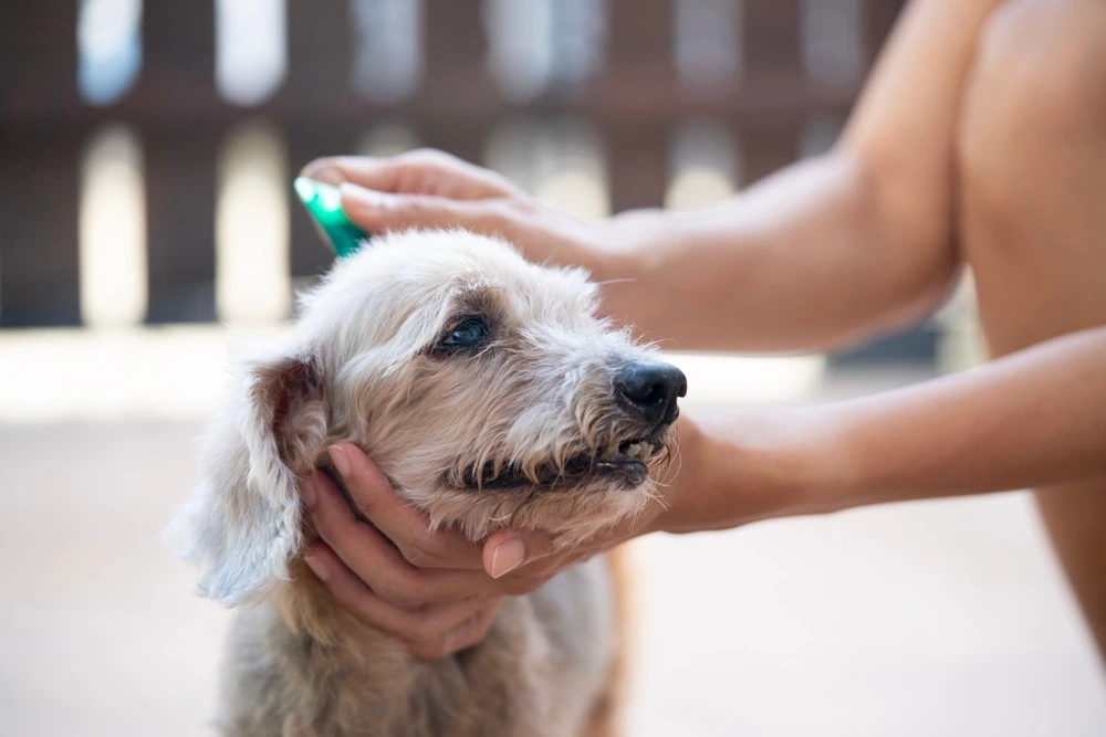 Person grooming a dog