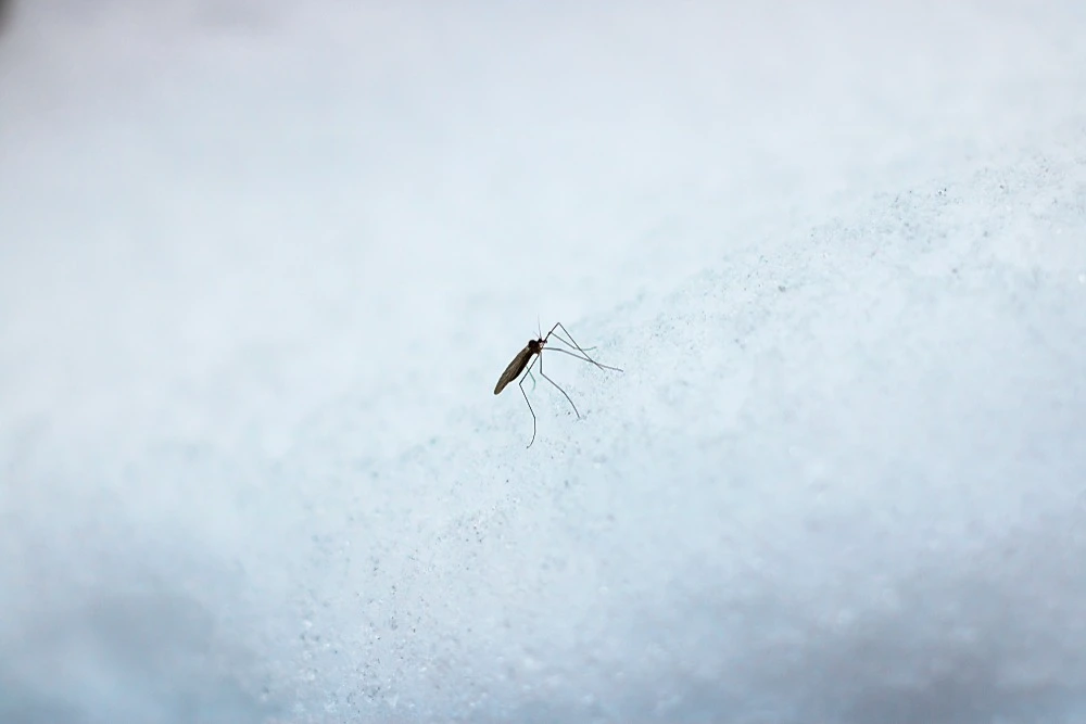 Mosquito in the winter