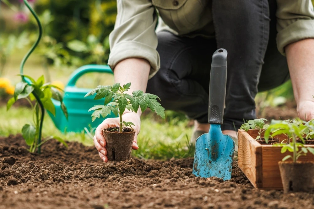 Gardener working on plants